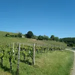 Hotel Kaefernberg - Weinhotel 3*